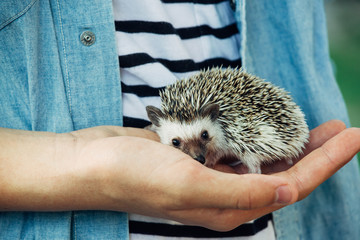 Close up of boy holding hedgehog in his hands