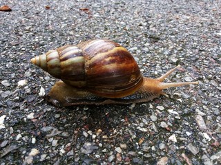 The snail on road

