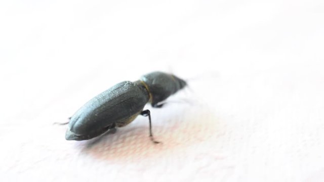 Black beetle walking quickly on light background