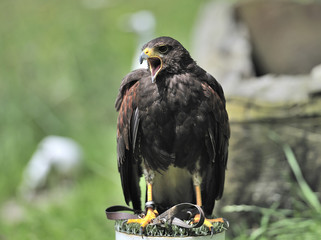 screaming buzzard