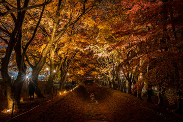 Fototapeta premium Maple tree in the lighting festival at Nashi Gawa