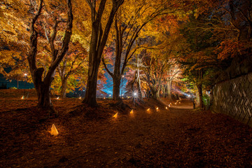 Fototapeta na wymiar Maple tree in the lighting festival at Nashi Gawa