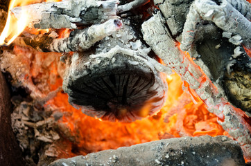 hot coals from the burnt wood  
