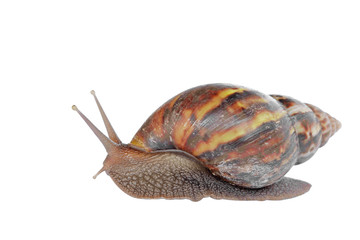  snail isolated on white background