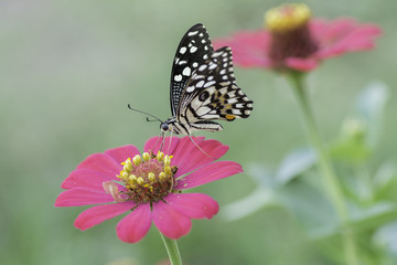 Fototapeta na wymiar Butterfly sucking nectar from pink flowers .