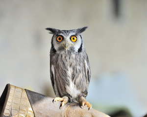 nice horned owl