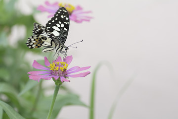  Butterfly sucking nectar from pink  flowers .
