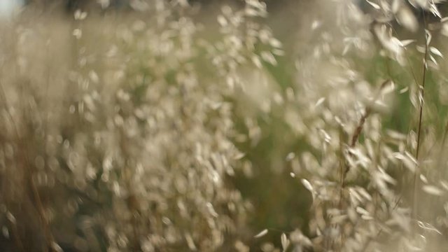 cambio di messa a fuoco su piante illuminate dal sole morente ai bordi di un campo di grano con sfocato e bokeh swirly3