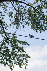 Dove on the wire