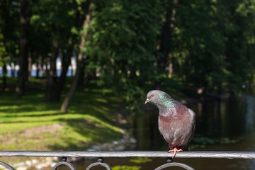 Pigeon sitting on the fence of the bridge