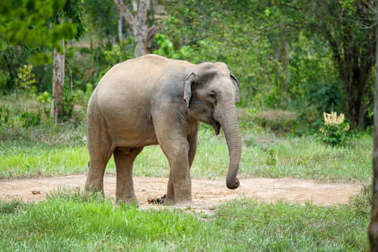 FAT ELEPHANT