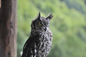 spotted-eagle owl bubo