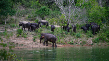 Forest Elephants