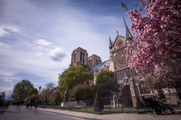 Fototapeta premium Notre Dame de Paris. France. Ancient catholic cathedral on the quay of a river Seine. Famous touristic architecture landmark in spring