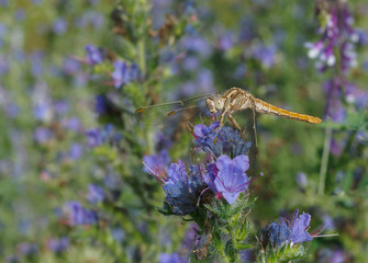Common Darter dragonfly on blue flower
