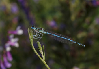 close up of damselfly sitting on plant