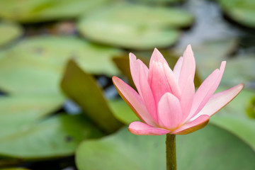 Pink lotus flower, Water lily