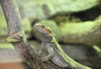 iguana with something in the nose
