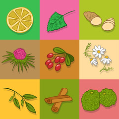 Tea ingredients. Vector set or collection.