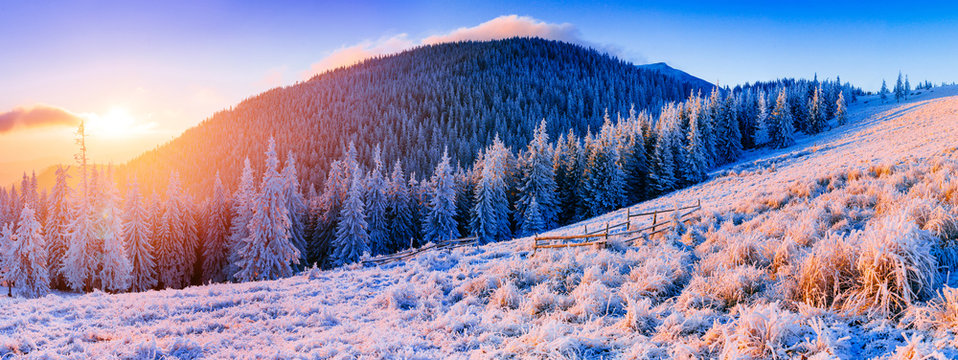 Fototapeta magical winter snow covered tree