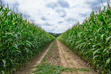 Agricultural field on which the green corn grows