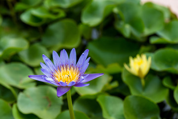 Obraz premium Purple lotus flower, Water lily