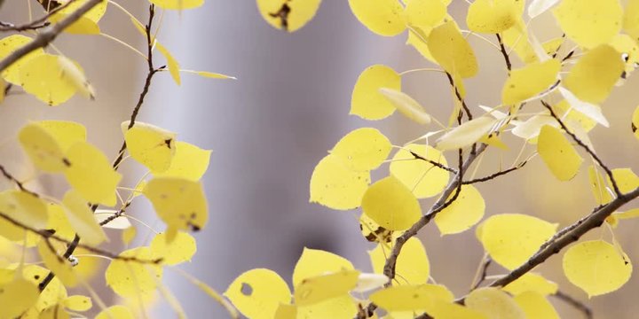 yellow aspen tree leaves blowing in the wind in Wyoming