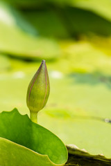 lotus flower bud