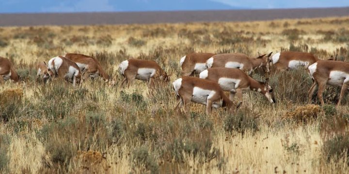 Pronghorn antelope herd grazing at Antelope Flat in Grand Tetons