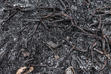 Forest fire consequences, burnt ground and roots of the trees and bushes