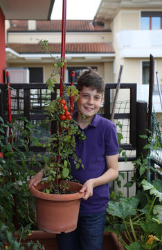 Kid In His Urban Garden With Red Tomatoes In The Plant Pot