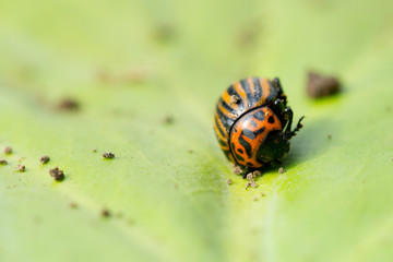 Beetle sitting on a green leaf