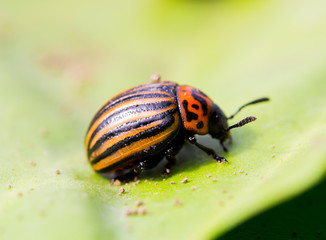 Beetle sitting on a green leaf