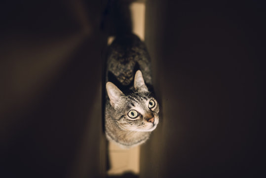 Tabby cat in a cardboard box