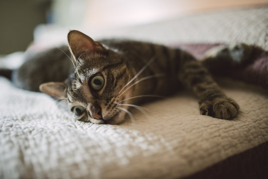 Tabby cat relaxing on the bed
