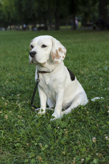 Sad female beagle waiting in a park