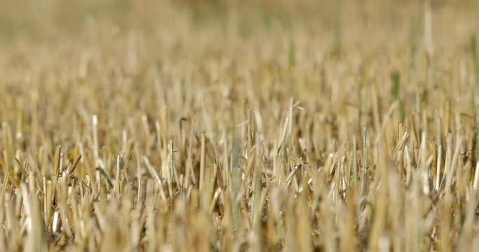 cambio di messa a fuoco su campo di grano dopo raccolto4