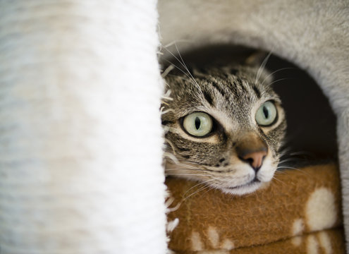 Portrait of tabby cat peeking out of lair