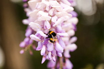 bee collects nectar from flowers, bees, bumble bee, grass, flowe
