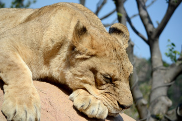 Fototapeta na wymiar Sleeping Lioness