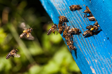 Bees fly to the hive, bee, bumble bee, beehive, nature