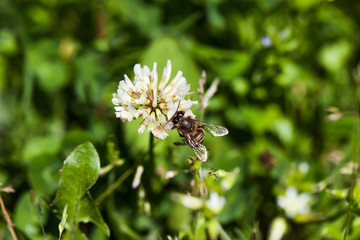 bee collects nectar on clover, white clover, flowers, green gras