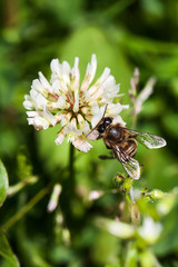 bee collects nectar on clover, white clover, flowers, green gras