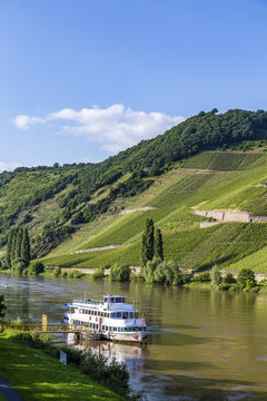 Famous Moselle Sinuosity In Trittenheim With  Cruise Ship