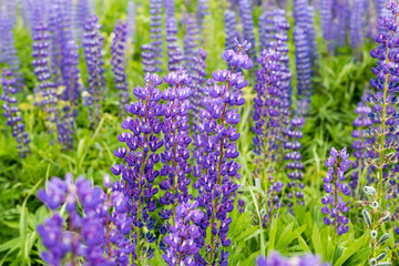 Naklejka premium Purple lupine blossoming at fields in mountains