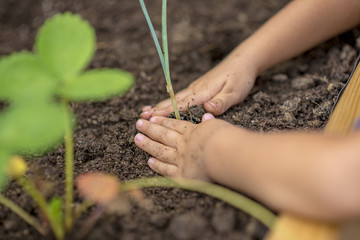 Child planting a young plant seedling