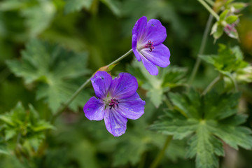 Fototapeta premium Geranium Wallichianum