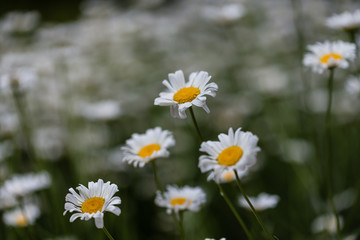 Leucanthemum pallens