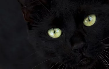 Papier Peint photo Autocollant Panthère chat noir