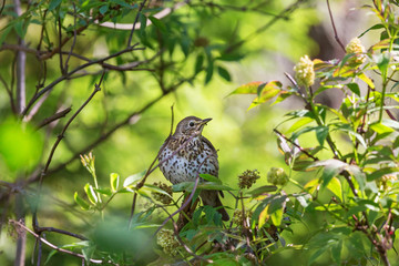 Song thrush in a tree